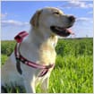 dog collar gps tracking system 