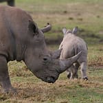 GPS global positioning system rhino rhinocerous
