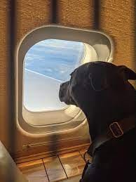 dog travelling on airplane