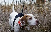 garmin astro dog tracking collar for hunting