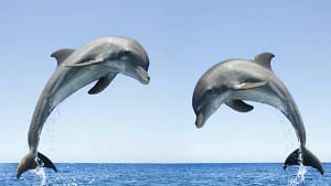 dolphin gps