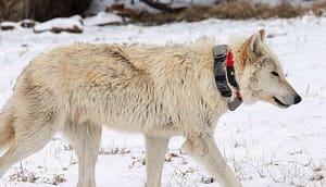 wolf gps tracking